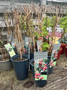 Hindbær 'Aroma Queen'